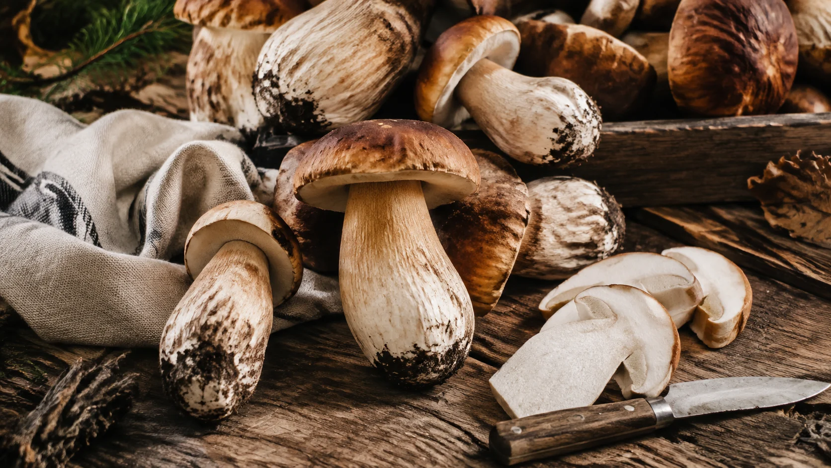 Cèpes porcini frais dans une forêt italienne en automne